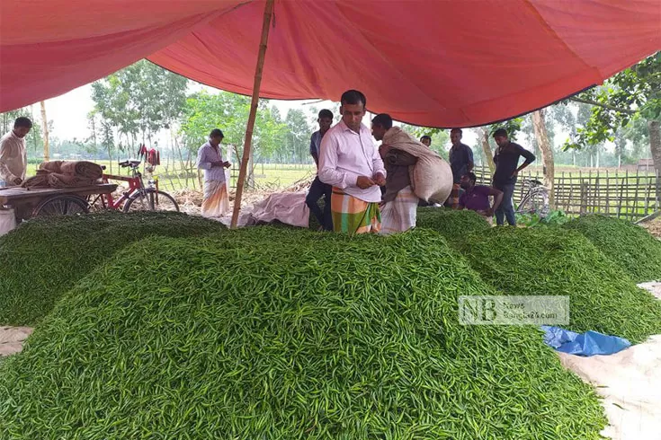 ১০ কেজি মরিচের দামে ১ কেজি চাল