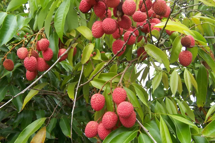 লিচু-সংরক্ষণের-উপায়