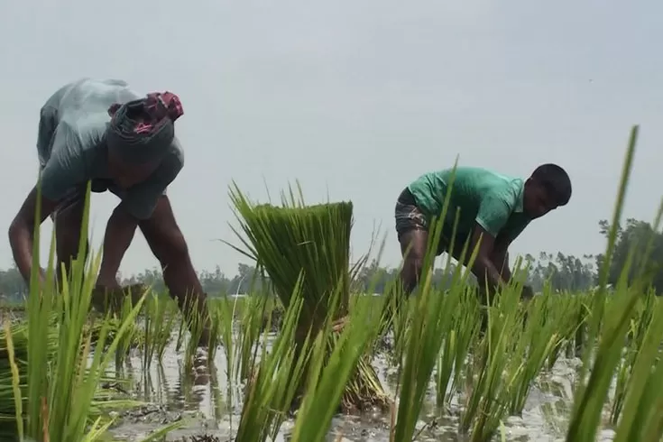 আউশ-আবাদে-ব্যাপক-সাড়া