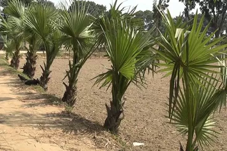 বজ্রপাত-ঠেকাতে-তালের-চারা-রোপণ-করবে-আওয়ামী-লীগ