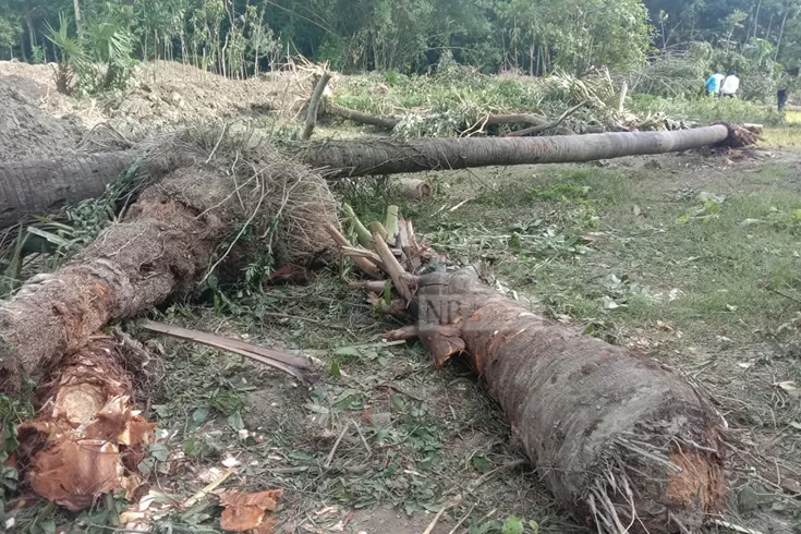 শ্রমিকের-বদলে-যন্ত্র-কাটা-পড়ছে-গাছ