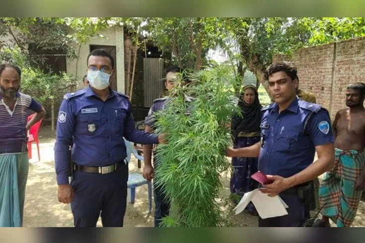 কবিরাজের-বাড়িতে-৫ ফুট-গাঁজা-গাছ