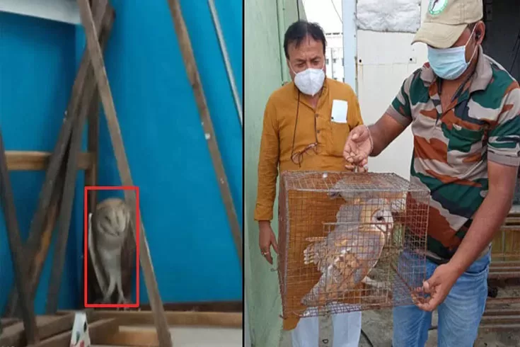 মমতার-ঘরের-ছাদের-চিলেকোঠায়-লক্ষ্মীপ্যাঁচা