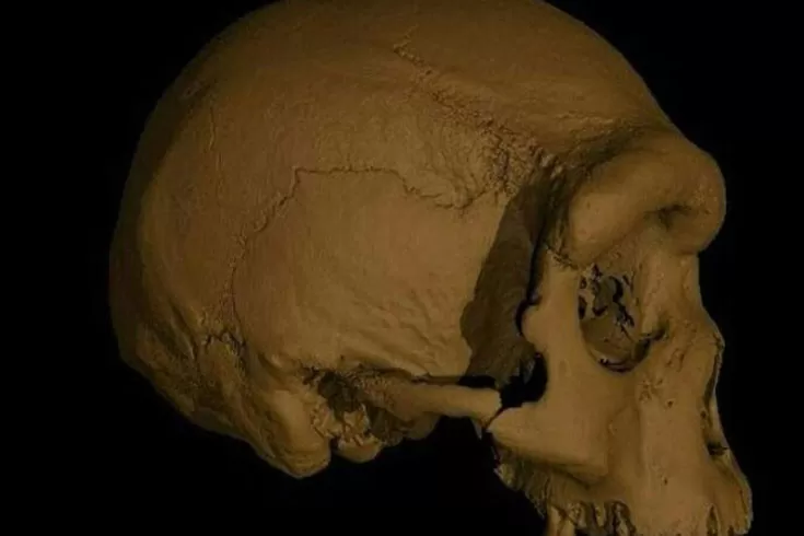 মানুষের-নিকটতম-পূর্বপুরুষ-ড্রাগন-ম্যান