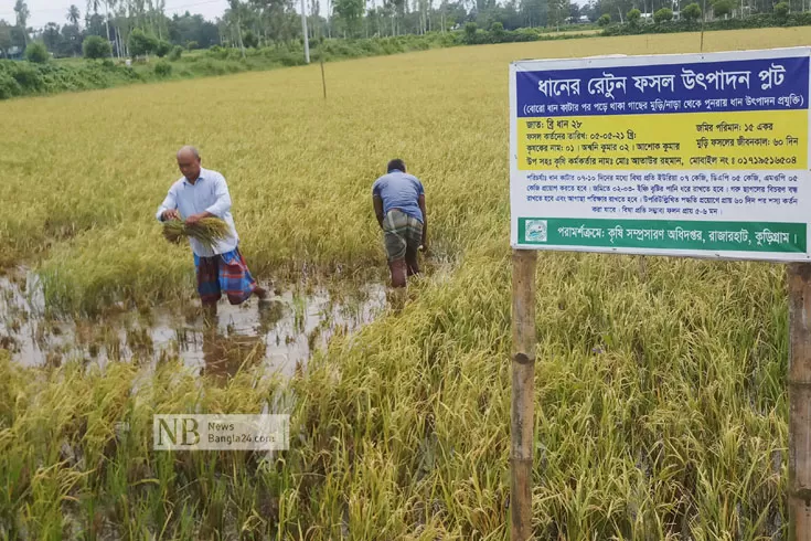 কেটে-ফেলা-ধানের-গোছা-থেকে-আবার-ফলন
