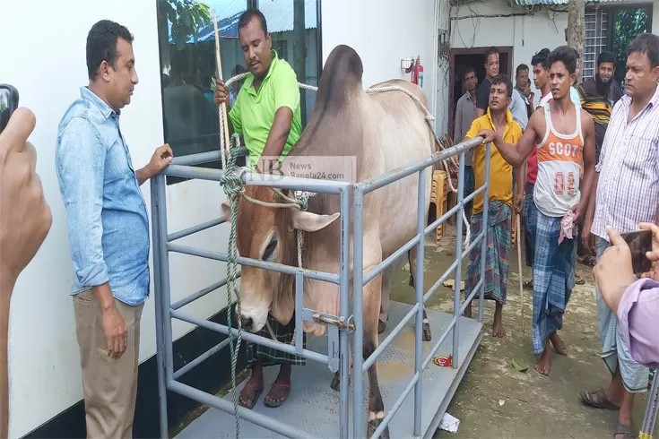 গরুর-দাম-পাওয়া-নিয়ে-শঙ্কায়-ফেনীর-খামারিরা