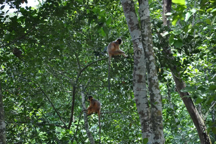 দেশে বনভূমি ২৩ লাখ হেক্টর 