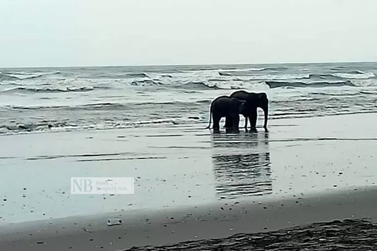 ৪ দিনেও বনে ফেরেনি হাতি দুটি