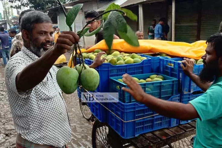 হাঁড়িভাঙ্গা নিয়ে বিপাকে রংপুরের চাষিরা