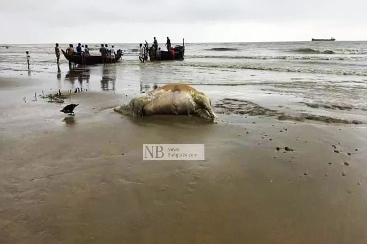 সরানো-হয়নি-সাগরে-ভেসে-আসা-গরুর-মৃতদেহ- 