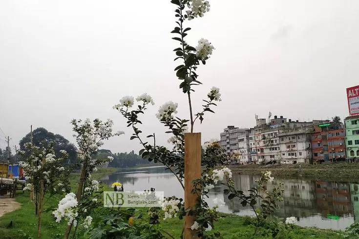 দড়াটানায়-সৌরভ-ছড়াচ্ছে-চেরি