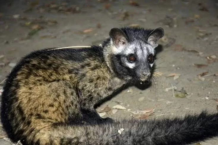 ফেসবুক লাইভে এসে বিপন্ন গন্ধগকুল হত্যা