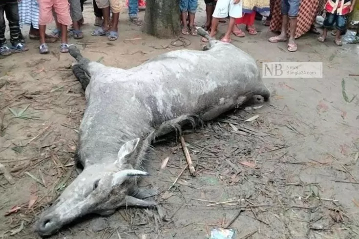 ‘তাড়া খেয়ে’ প্রাণ গেল নীলগাইয়ের