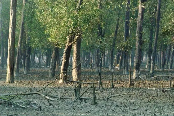 হরিণের মাংসসহ গ্রেপ্তার শিকারি কারাগারে