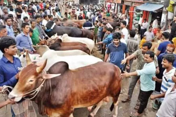 প্রস্তুতি থাকছে, করোনা বাড়লে হবে না পশুর হাট 