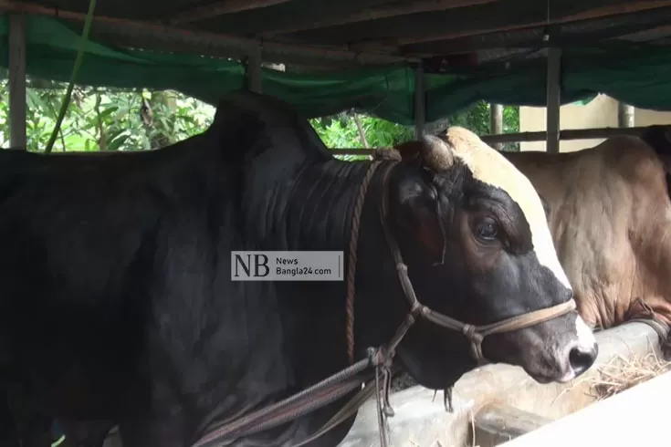 বিক্রি-কি-হবে-গোপালগঞ্জের-৩০-হাজার-পশু