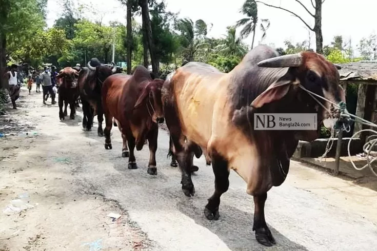 মিয়ানমার-থেকে-পশু-আমদানি-বন্ধে-মিশ্র-প্রতিক্রিয়া