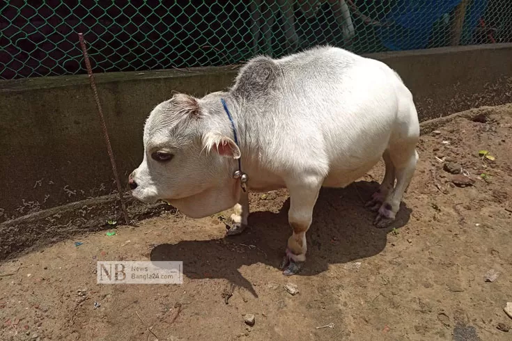 খর্ব-গরুর-বিশ্বরেকর্ড-গড়বে-বাংলাদেশের-রানি