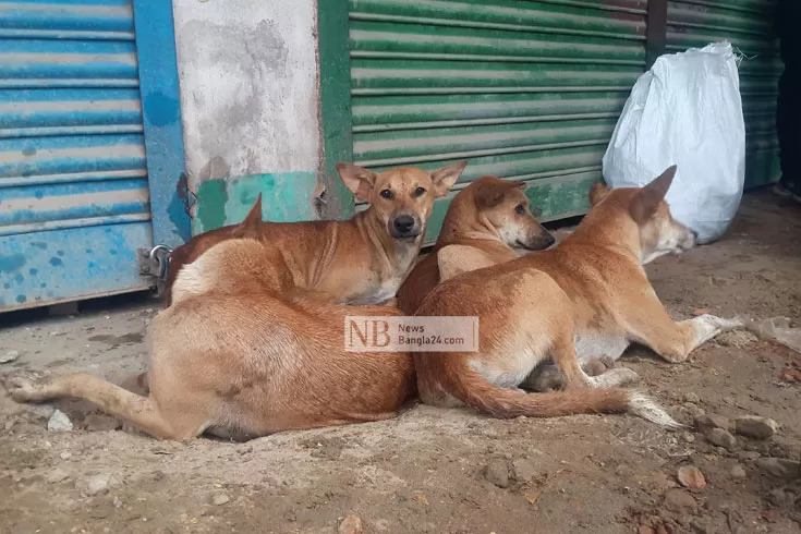 ক্ষুধায়-কাতর-ভাসমান-কুকুর