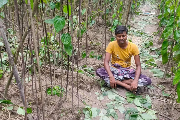 ‘শত্রুতার জেরে’ পানবরজের ক্ষতি