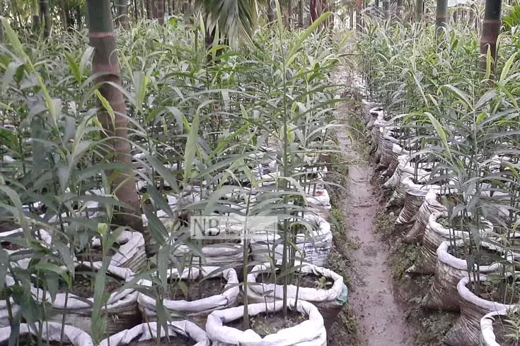 সুপারি বাগানে বস্তায় আদা চাষ