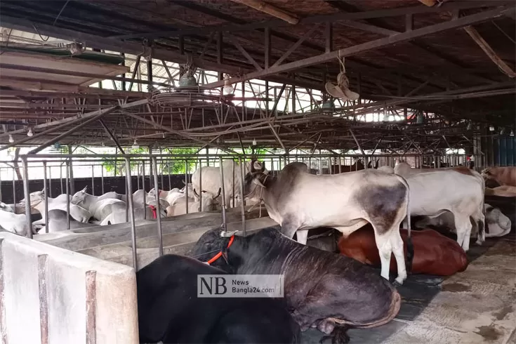 যেখানে গরুর খামার সেখানেই হাট
