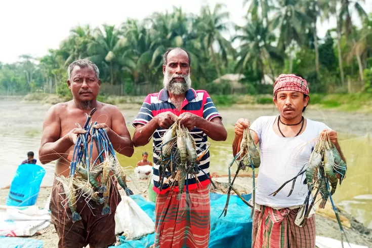 সুদিন ফিরছে খুলনার চিংড়ি শিল্পে