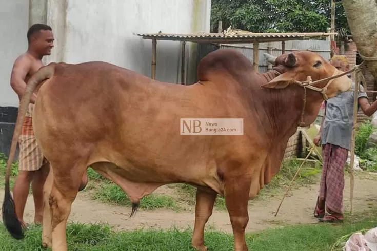 লকডাউনে ব্যাপারী আসে না, পশু নিয়ে চিন্তায় খামারিরা