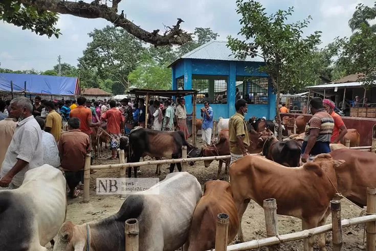 বিধিনিষেধ উপেক্ষা করে গরুর হাট