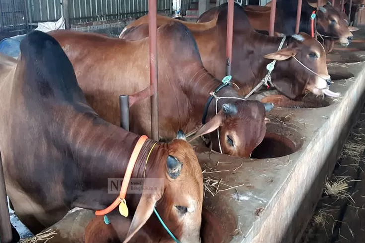 অনলাইনে পশু কেনাবেচায় সরকারের অনুরোধ