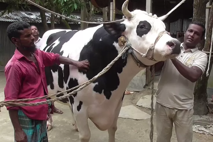 নেত্রকোণার ‘যুবরাজের’ দাম ১১ লাখ টাকা