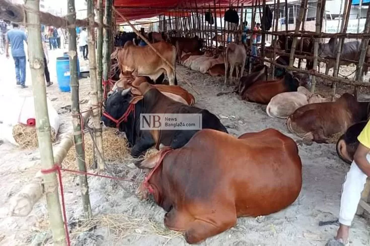 পশুর-হাটে-স্বাস্থ্যবিধি-না-মানলে-শাস্তি