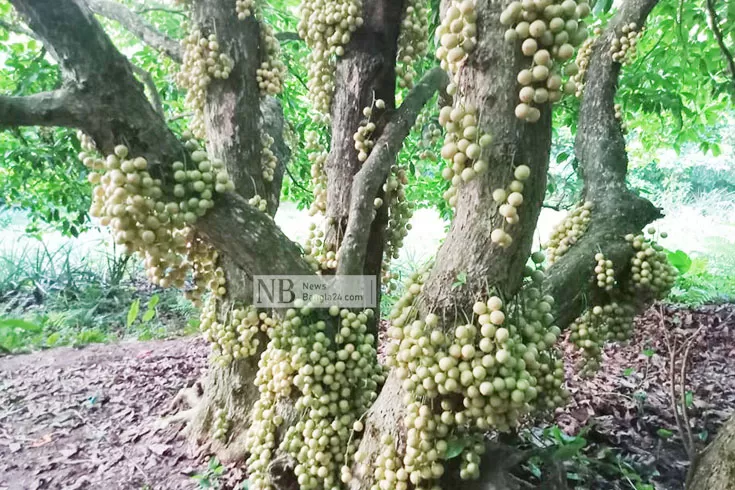থোকায় থোকায় ঝুলছে লটকন