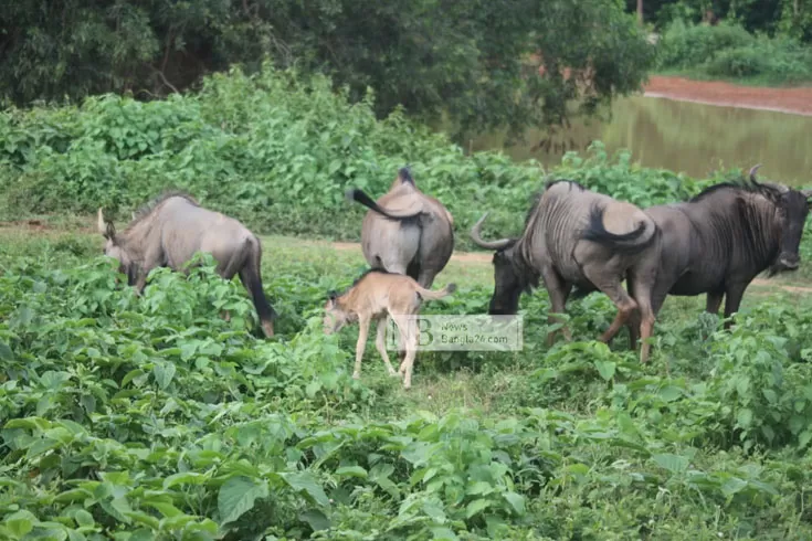 বঙ্গবন্ধু সাফারি পার্কে ওয়াইল্ড বিস্ট শাবকের জন্ম