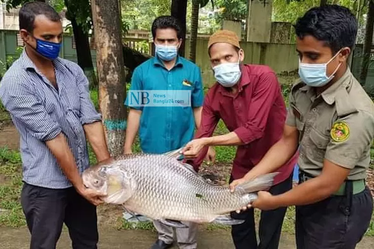 হালদায়-মা-মাছ-শিকার-১৫-কেজি-ওজনের-কাতলা-উদ্ধার 