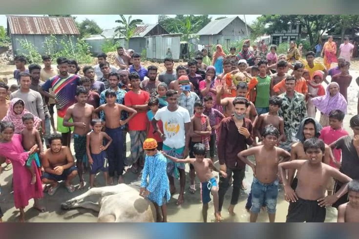 বাল্কহেডের ধাক্কায় কোরবানির গরু নিয়ে ডুবল ট্রলার