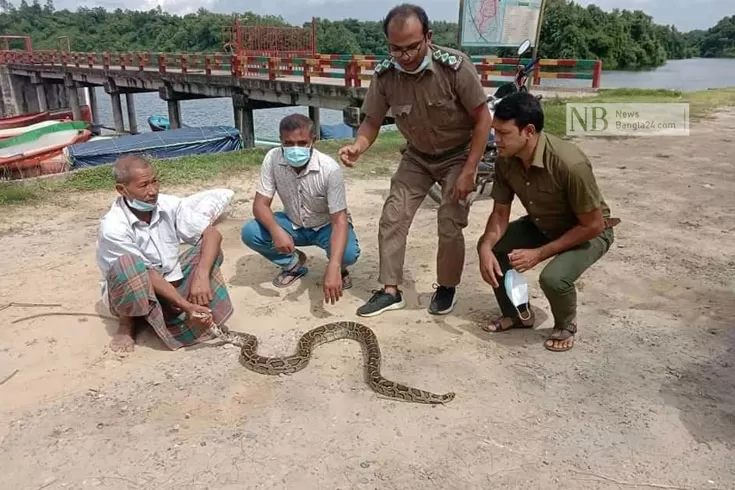 লোকালয়ে-ধরা-অজগর-জঙ্গলে-অবমুক্ত