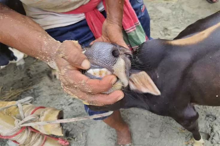 ২৬ ইঞ্চি বিট্টুর দাম ১ লাখ