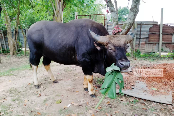 জনপ্রিয় হচ্ছে গয়াল পালন