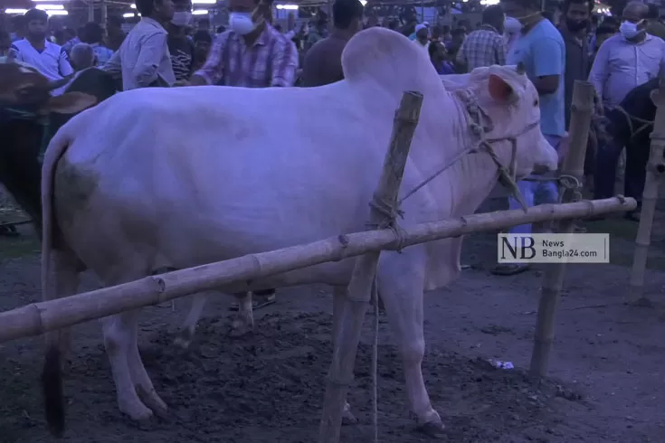 কোরবানির পশু বেশি, বিক্রি কম