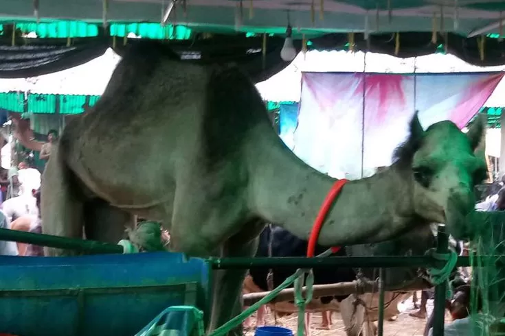 আমজাদের উটের দাম ২২ লাখ টাকা