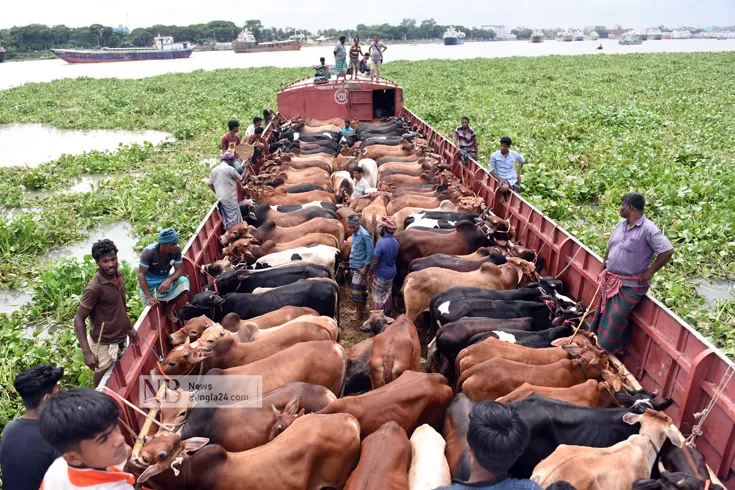 পশু-১-কোটি-প্রশিক্ষিত-কসাই-১২-হাজার