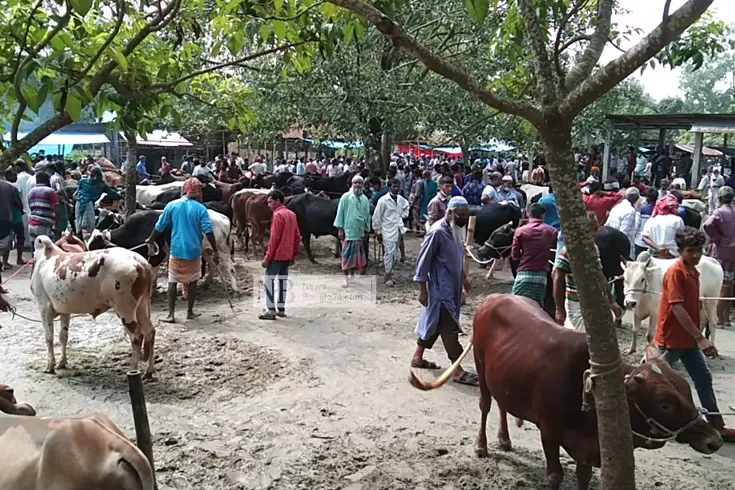 ১৮ গরুর একটিও বেচতে পারলেন না মিজান