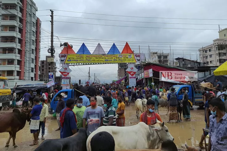 দাম পড়ে গেছে গরুর, বিক্রেতার মাথায় হাত