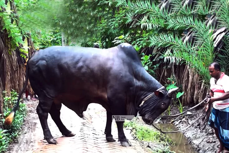 গরুর-আকারেও-বাজিমাত