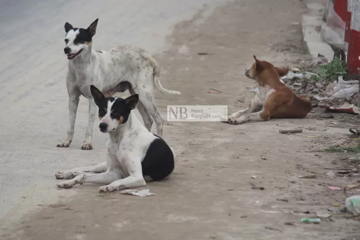 কুকুর নির্যাতন করে ৪ কিশোরের মুচলেকা 