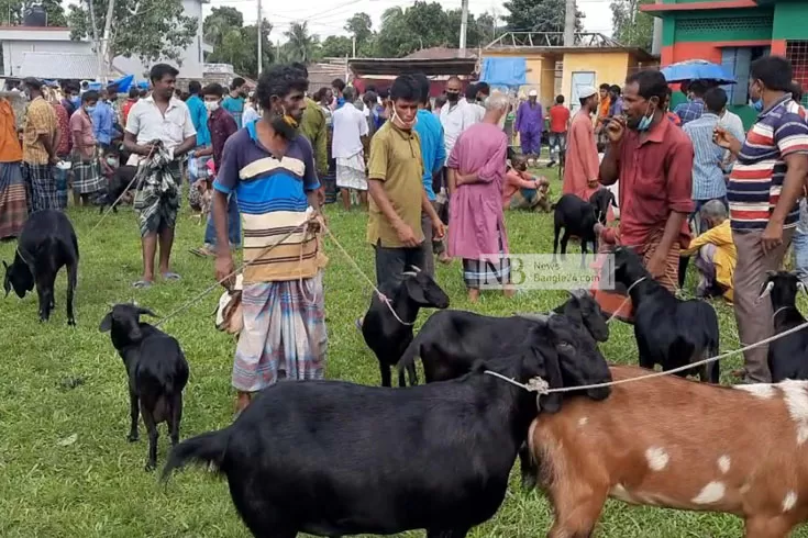 যে-পীরের-অনুসারীরা-গরু-কোরবানি-দেন-না