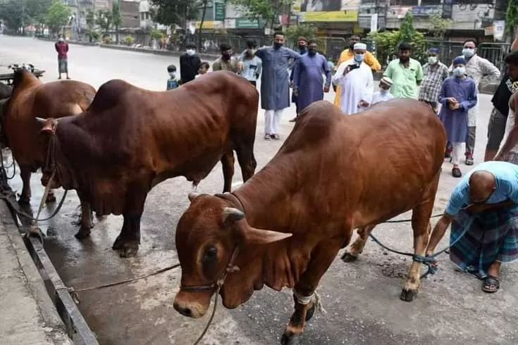 ঈদের-দ্বিতীয়-দিনেও-কোরবানি