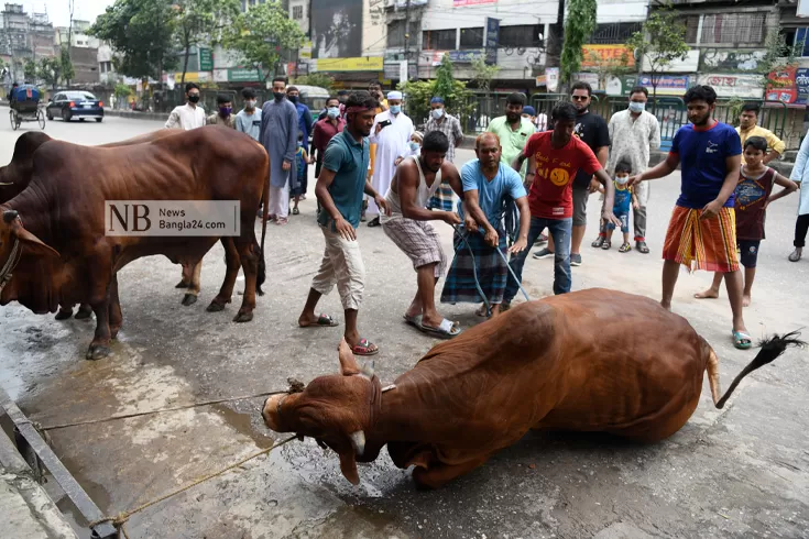 ঢাকা-উত্তরে-নির্ধারিত-স্থানে-চার-হাজার-কোরবানি-