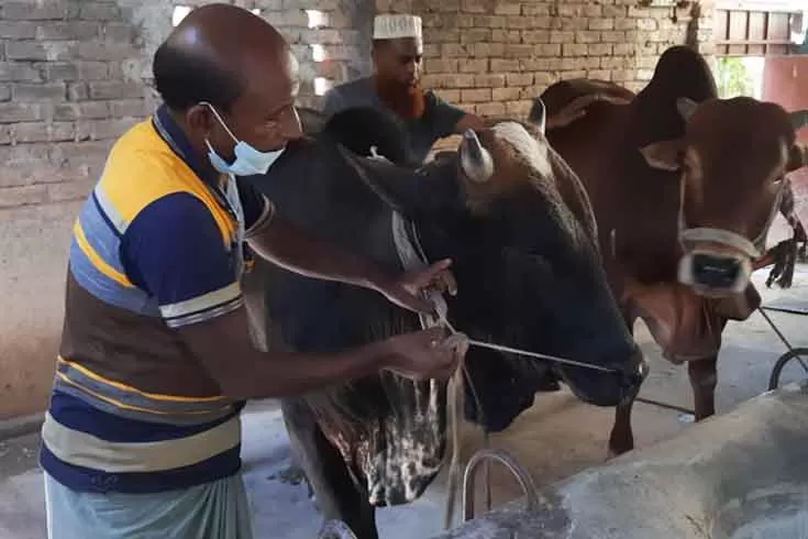 ফিরিয়ে নেয়া গরু নিয়ে মহাবিপত্তি